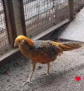 キンケイの写真2