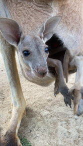 カンガルーのこどもの写真