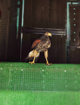 モモヒメの写真