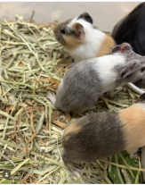 モルモットの赤ちゃんの写真1