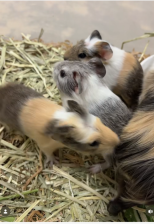 モルモットの赤ちゃんの写真2