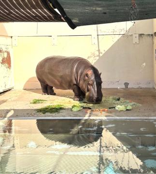 キボコさんの写真