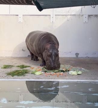 キボコさんの写真2