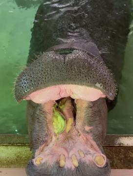 キボコさんの写真3