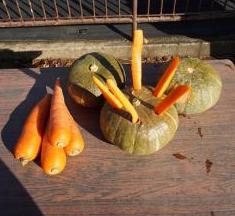 カボチャの写真