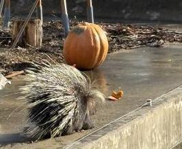 ヤマアラシの写真