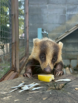 アナグマのチョコの写真1