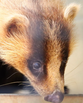 アナグマのチョコの写真2