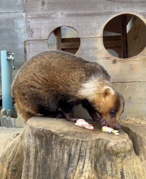 アナグマのチョコの写真3