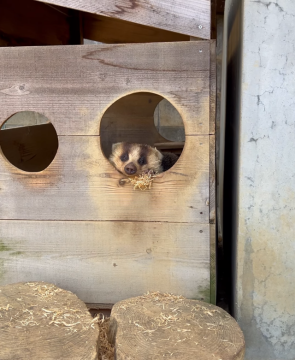 アナグマのチョコの写真4