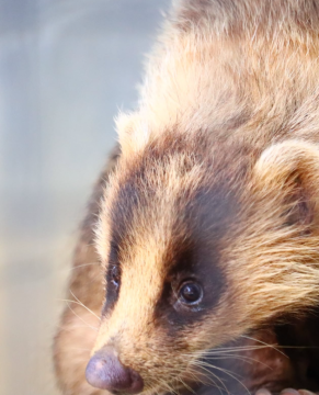アナグマのチョコの写真5