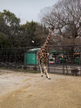 キリンのキキの写真