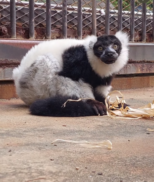 エリマキキツネザル　アベベの写真1