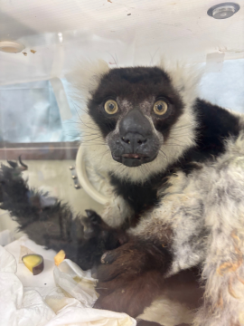 エリマキキツネザル　アベベの写真2