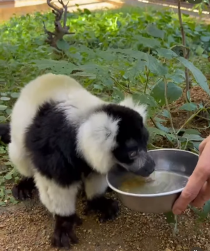 エリマキキツネザル　アベベの写真3