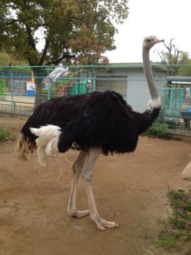 ダチョウのダチョジの写真