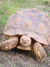 動物の写真4