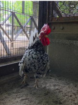 動物の写真5