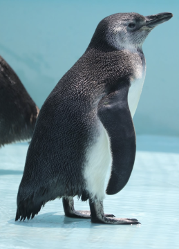 ペンギンの写真
