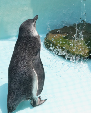 水浴びするペンギンの写真