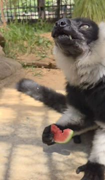 スイカを持つエリマキキツネザル1