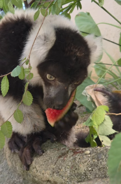スイカを食べるエリマキキツネザル2