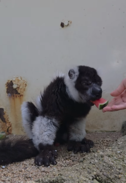 スイカをもらうエリマキキツネザル3