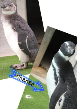 ペンギンの比較写真