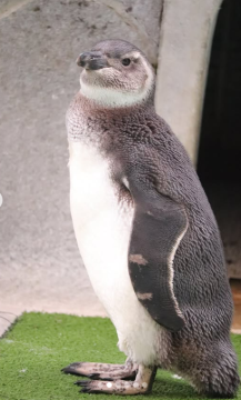 ペンギンのこどもの写真1
