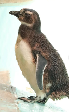 ペンギンのこどもの写真2