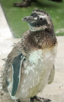 換毛前のペンギンの写真