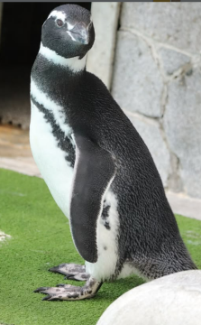 換毛後のペンギンの写真