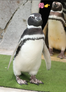 マゼランペンギンの親子