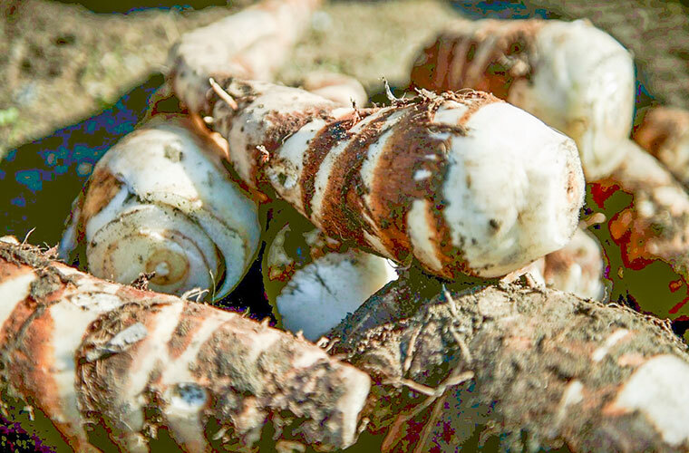 岡本将司さん写真6枚目