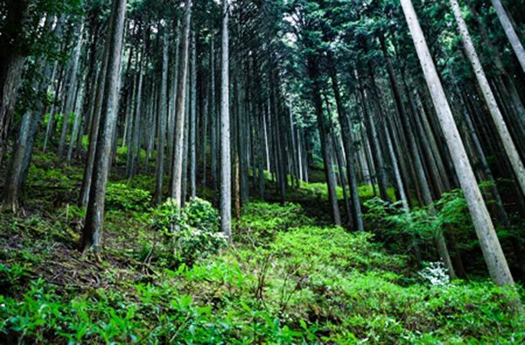 複数の樹木が立つ森林の様子。山田尚弘(やまだ なおひろ)さんの日々の職場です。