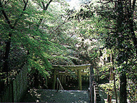 家島本島家島神社付近（天満霊樹）原生林