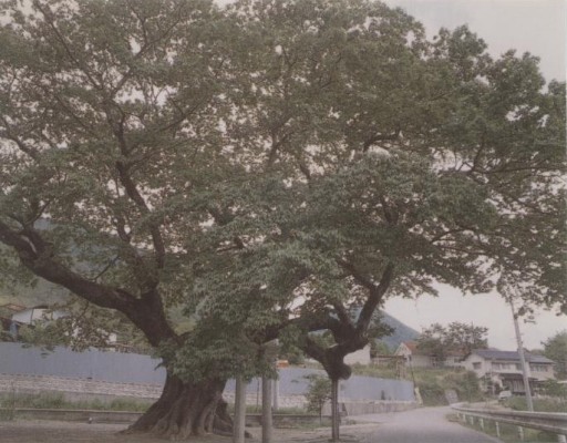 植木野天神のムクノキの写真