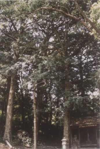 狭戸大歳神社のカヤ林の写真