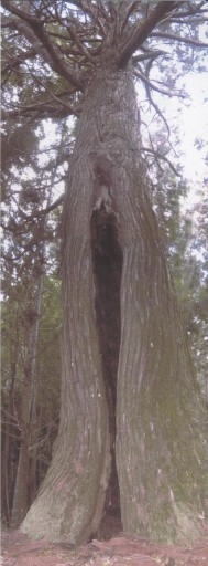 若王子神社参道の大杉の写真