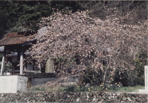 善照寺のショウフクジザクラの写真