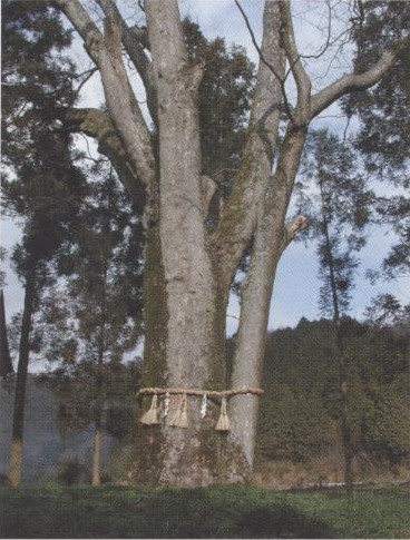田川神社欅の木の写真