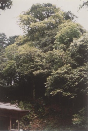 矢倉神社のツクバネガシ林の写真