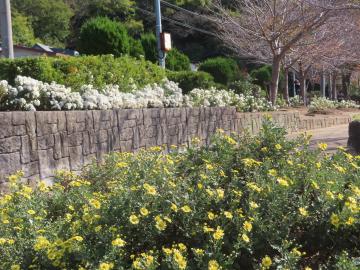 大塩のじぎくの里公園の入口付近で咲くのじぎくの写真