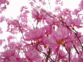 つつじの花の写真