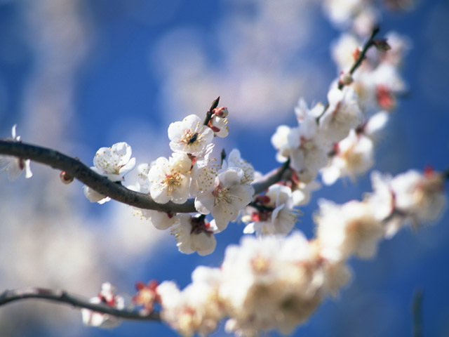 サクラの花の写真