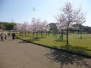桜や芝を楽しめる桜山公園の様子