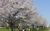 津田公園の写真