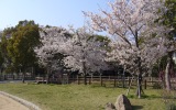 安室公園の写真