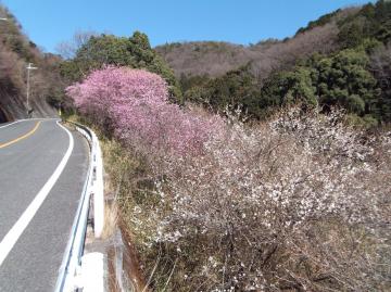 増位山登山道沿いの風景