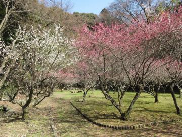 梅林の紅白の梅